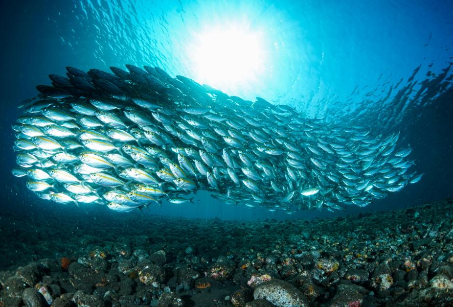 school of fish in the shape of a fish