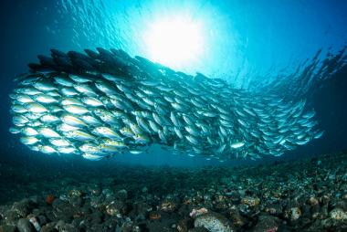 School of fish